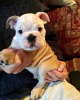 Photo №1. english bulldog - for sale in the city of Berlin | 550$ | Announcement № 69039