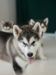 Photo №3. Offered for sale lovely boy Alaskan Malamute. Russian Federation