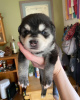 Photo №1. alaskan klee kai - for sale in the city of Пекин | negotiated | Announcement № 83990