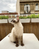 Additional photos: Siamese cat