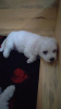 Photo №2 to announcement № 20902 for the sale of bichon frise - buy in Russian Federation private announcement