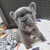 Photo №1. french bulldog - for sale in the city of Франкфурт-на-Майне | negotiated | Announcement № 94886