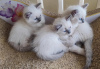 Additional photos: Ragdoll kittens viewings now welcome