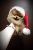 Additional photos: Pomeranian Spitz, puppies. Mini bears