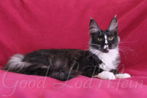 Photo №1. maine coon - for sale in the city of Lodeynoye Pole | negotiated | Announcement № 6497