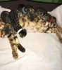 Photo №2 to announcement № 52167 for the sale of bengal cat - buy in Russian Federation private announcement