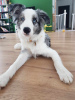 Additional photos: Border Collie / Blue merle / Show type / male / FCI / ZKwP