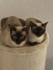 Photo №2 to announcement № 125386 for the sale of siamese cat - buy in Germany private announcement