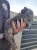 Additional photos: french bulldog puppies for sale