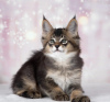 Photo №4. I will sell caracal in the city of Delaware. breeder - price - 2500$