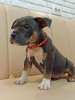 Photo №2 to announcement № 68662 for the sale of american bully - buy in Moldova breeder