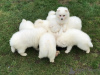 Photo №2 to announcement № 44891 for the sale of japanese spitz - buy in Switzerland private announcement