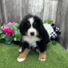 Photo №2 to announcement № 45614 for the sale of bernese mountain dog - buy in United States private announcement