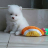 Photo №1. pomeranian - for sale in the city of London | Is free | Announcement № 120240