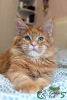 Photo №1. maine coon - for sale in the city of St. Petersburg | 552$ | Announcement № 25981