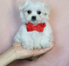 Photo №2 to announcement № 107574 for the sale of maltese dog - buy in France private announcement