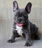 Photo №1. french bulldog - for sale in the city of Veszprém | 370$ | Announcement № 65053