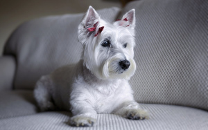Photo №1. Mating service - breed: west highland white terrier. Price - 150$