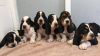 Photo №1. basset hound - for sale in the city of Virginia Beach | negotiated | Announcement № 12068