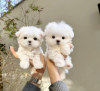 Photo №1. maltese dog - for sale in the city of Fresno | 275$ | Announcement № 86373