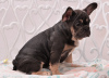 Photo №2 to announcement № 12817 for the sale of french bulldog - buy in Poland private announcement