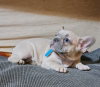 Photo №3. Exotic French Bulldog puppies. Serbia