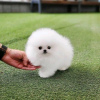 Photo №3. Beautiful Pomeranian puppies Business WhatsApp 37256062792. Belgium