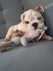 Photo №1. english bulldog - for sale in the city of Кельце | 1388$ | Announcement № 123287