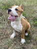 Additional photos: American Staffordshire Terrier