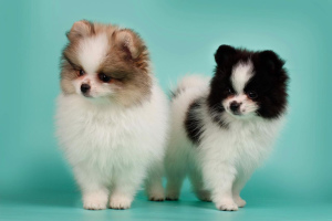 Additional photos: Pomeranian, white-black and white-orange