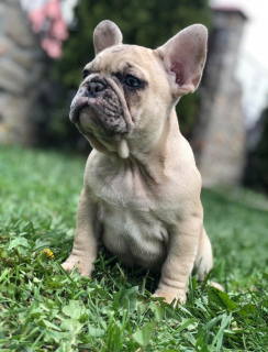 Photo №1. french bulldog - for sale in the city of New York | 3200$ | Announcement № 6976