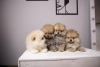Photo №2 to announcement № 92976 for the sale of pomeranian - buy in Poland private announcement, breeder