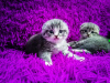 Additional photos: Scottish fold kittens