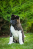 Photo №2 to announcement № 69329 for the sale of american akita - buy in Ukraine breeder