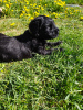 Additional photos: Black Russian Terrier puppies are offered from the oldest kennel in St.