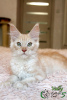 Photo №4. I will sell maine coon in the city of St. Petersburg. private announcement, from nursery, breeder - price - 681$