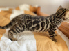 Additional photos: Urgently selling cute bengal kittens