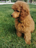 Photo №3. Red Dwarf Poodle Male. Serbia