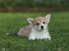 Photo №4. I will sell welsh corgi in the city of Cherepovets. breeder - price - 2839$