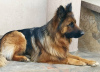 Additional photos: long haired german shepherds with FCI pedigree