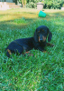 Photo №1. dachshund - for sale in the city of Püspökladány | 70$ | Announcement № 76807