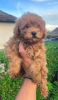Photo №4. I will sell poodle (dwarf) in the city of Veliko Gradište.  - price - negotiated