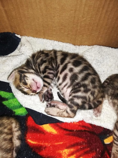 Photo №3. We had very beautiful Bengal kittens, there are girls and a boy. Hurry up to. Russian Federation