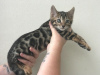 Photo №2 to announcement № 64645 for the sale of bengal cat - buy in Germany private announcement, from nursery