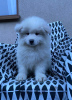 Photo №4. I will sell samoyed dog in the city of Gostyń. private announcement, breeder - price - 639$