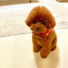 Photo №4. I will sell poodle (toy) in the city of Center District. private announcement, from nursery, from the shelter, breeder - price - 264$