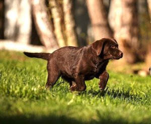 Photo №4. I will sell labrador retriever in the city of Москва. from nursery, breeder - price - 397$