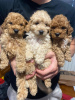 Photo №1. poodle (toy) - for sale in the city of Belgrade | negotiated | Announcement № 106326