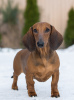 Photo №4. I will sell dachshund in the city of Kaliningrad. breeder - price - negotiated