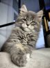 Photo №2 to announcement № 97752 for the sale of maine coon - buy in Germany private announcement